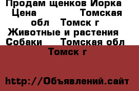 Продам щенков Йорка › Цена ­ 12 000 - Томская обл., Томск г. Животные и растения » Собаки   . Томская обл.,Томск г.